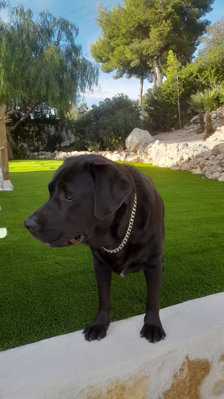 Family Garden with Dog Area
